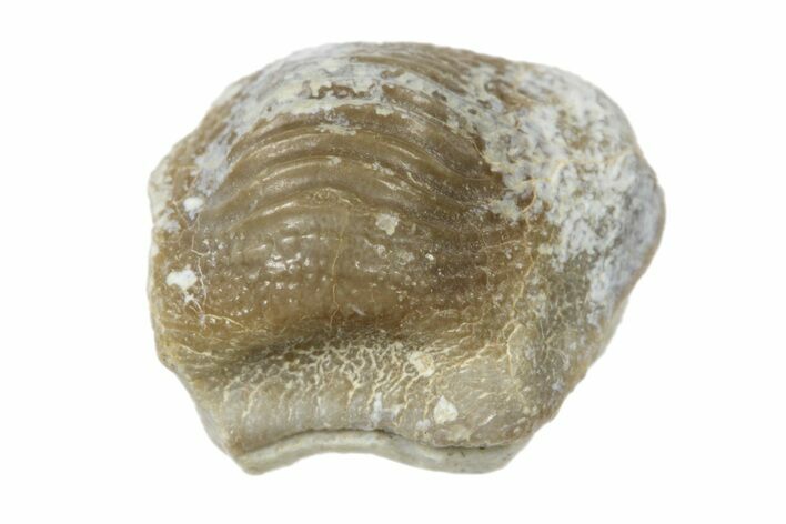 Fossil Crusher Shark (Ptychodus) Tooth - Kansas #187555